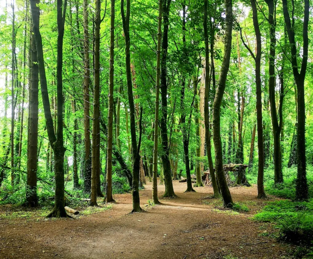 Rostellan Woods Forest Recreational Area, Ireland